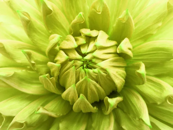 Background Dahlia Close Nature — Stock Photo, Image