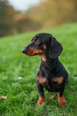 Köpek oturma çimen ve avcılık için hazır