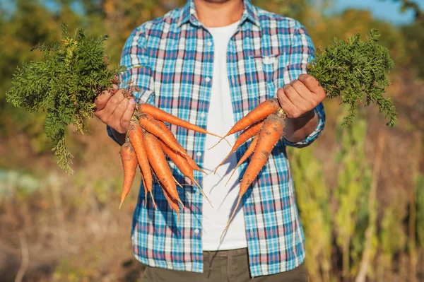 Genç çiftçi kalmak ve Holding adam hasat taze havuç Bahçe grup. Doğal organik biyo sebze. Ülke Köyü tarım sağlıklı gıda kavramlar