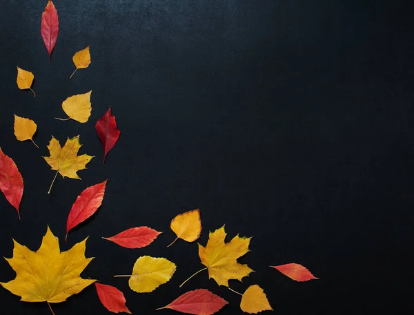 Renk ile sonbahar kompozisyon süsleme balck kayrak tahtada kopya alanı ile bırakır. Üstten Görünüm koyu arka plan parlak akçaağaç yaprakları sezon sonbahar metin retro ülke tarzı düz yatıyordu.