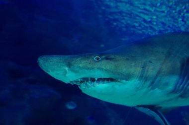 Oceanarium köpekbalığı. Agresif bir görünüm.