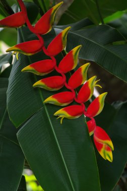 Kırmızı ve sarı renkli heliconia çiçekler.