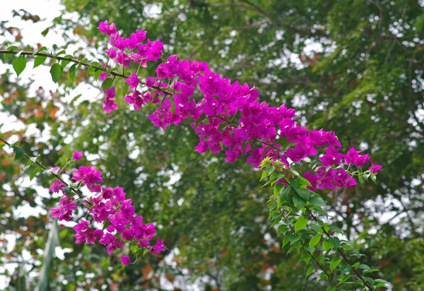 덜 부겐빌레아 (Bougainvillea 나물). — 스톡 사진