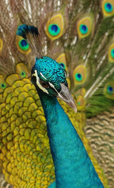 Peacock testa contro la sua coda rivelata . — Foto Stock