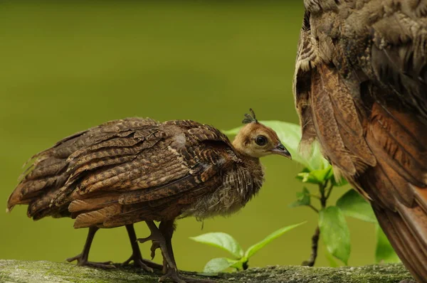 Junger Pfau neben den erwachsenen Exemplaren — Stockfoto