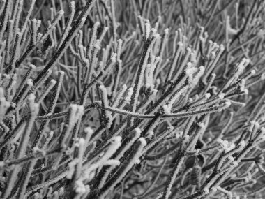 Siyah ve beyaz makro çekim kış sahne.