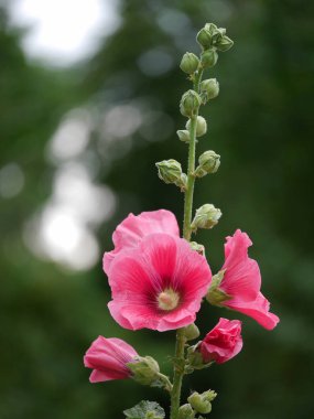 Bulanık yeşil arka plan üzerinde Malv çiçekler ve tomurcukları.