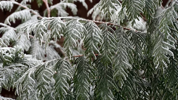 De takken van een conifeerachtige boom (Thuja) bedekt met glanzende rijm. — Stockfoto