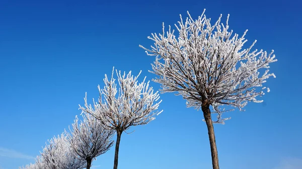 Natursnö Soliga Vintervädret Vacker Form Snöiga Träd Himmel Bakgrund — Stockfoto