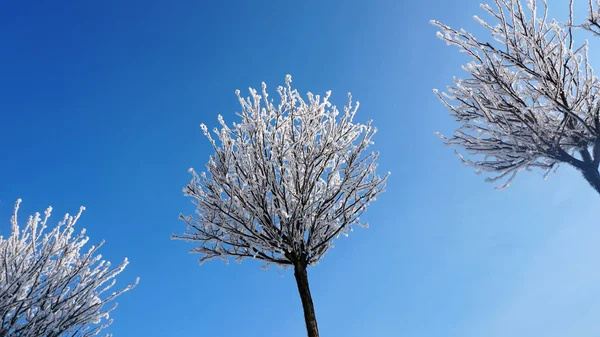 Natursnö Soliga Vintervädret Vacker Form Snöiga Träd Himmel Bakgrund — Stockfoto