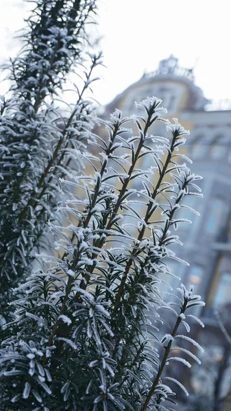 Bloem struiken vallen sneeuw met wazig gebouw op de achtergrond. — Stockfoto