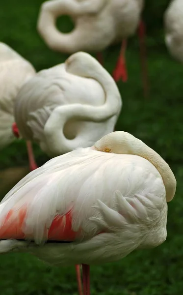 Piękne różowe flamingi w przyrodzie na zielonym tle. — Zdjęcie stockowe
