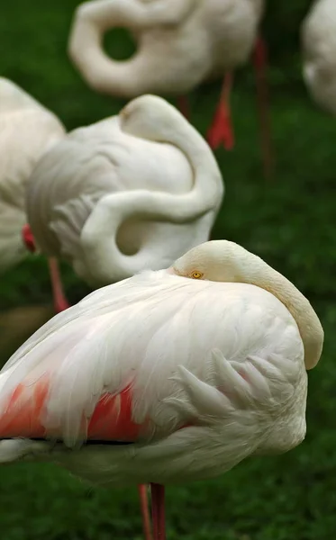 Hermosos flamencos rosados en la naturaleza sobre el fondo verde . — Foto de Stock