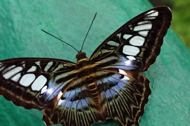 Makro vurdu. Yeşil arka plan bulanık güzel kelebeği.