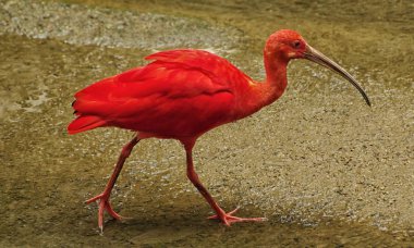 Kızıl aynak (Eudocimus ruber) ıslak kum arka planı. 
