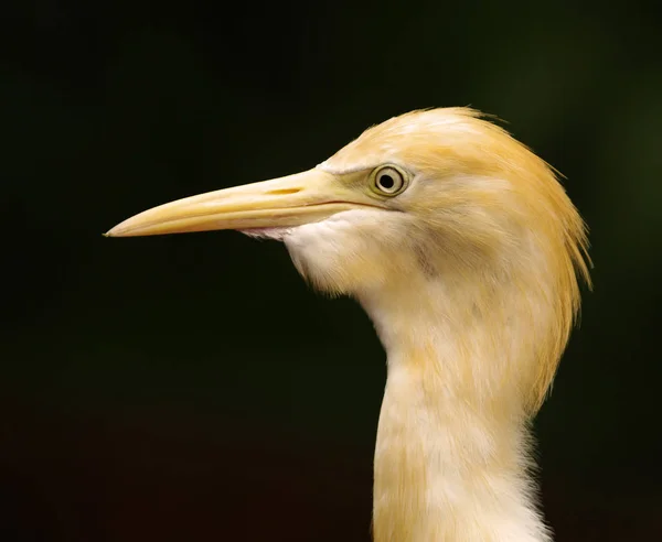Close-up retrato de gado egret no escuro desfocado fundo . — Fotografia de Stock