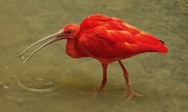 Scarlet Ibis (Eudocimus ruber) against the background of lake. — Stock Photo, Image