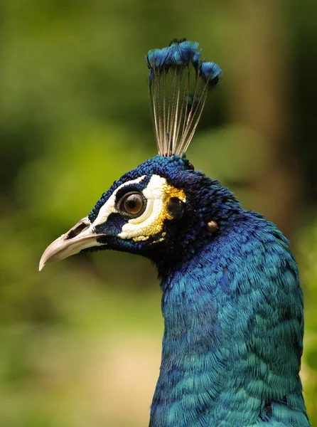 Profilo testa pavone isolato sullo sfondo sfocato verde . — Foto Stock