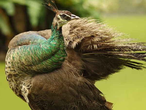 Profil des grün-braunen Pfaus mit Flügeln auf verschwommenem Hintergrund — Stockfoto