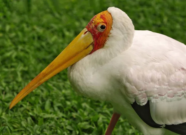 Profilo di yellow-billed cicogna : — Foto Stock