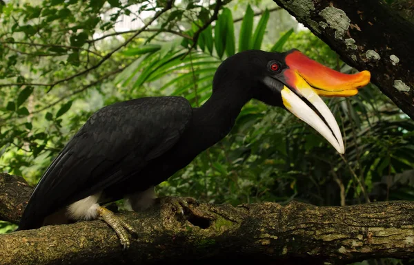 Exotic birds of world. The Malay gomray - the largest species of hornbills.