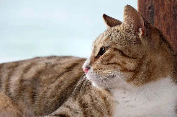 Retrato de cerca de gato doméstico rayado gris —  Fotos de Stock