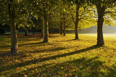 Park sokak yeşil ağaçlar ve renkli onları altında sıcak sonbahar akşam bırakır