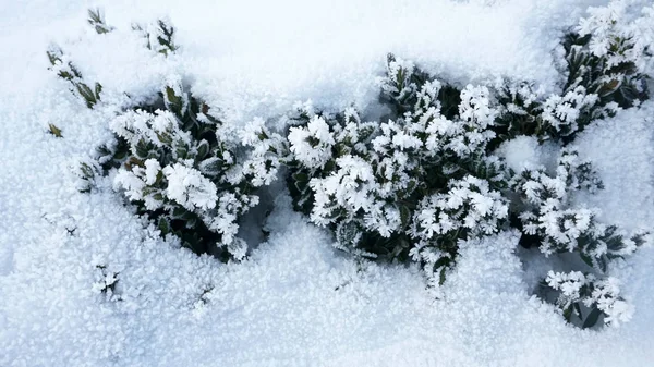 Groenblijvende planten onder de sneeuw op frosty dag. — Stockfoto