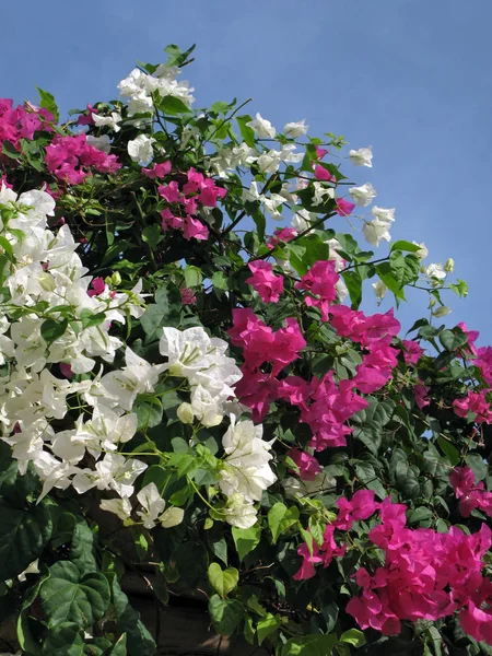 Hermoso arbusto de flores oleandr. Color: rosa, blanco, verde, azul — Foto de Stock