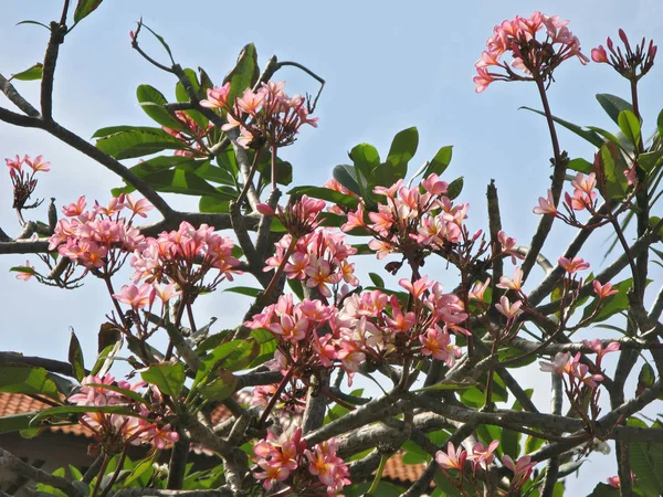 阳光明媚的夏日, 粉红色的大灌木 — 图库照片