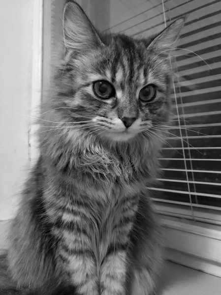 Gatinho bonito com olhos grandes está sentado no peitoril da janela branca — Fotografia de Stock