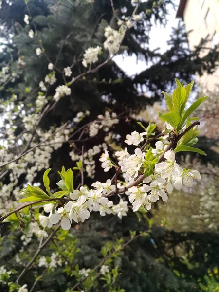 Bonito ramo de árvore de maçã florido em um fundo de madeira borrada — Fotografia de Stock