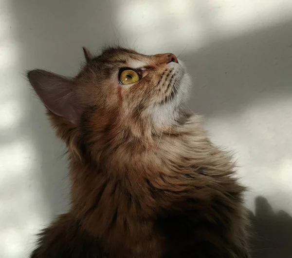 Krásný profil, zblízka na chlupatou kočku. — Stock fotografie