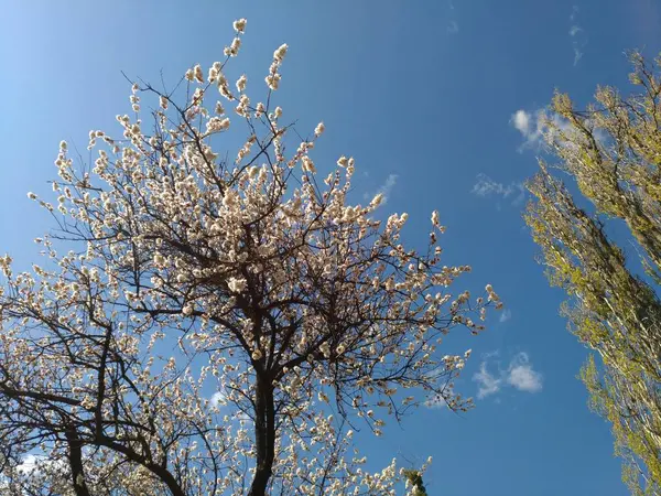 Mavi gökyüzü ve bulutlara karşı ilkbaharda çiçek açan meyve ağacı ve kavak — Stok fotoğraf