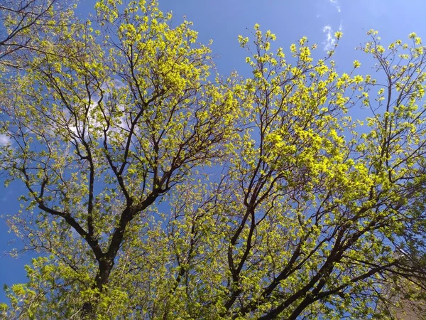 Mavi güneşli gökyüzüne karşı ağaçların dallarında genç yeşil yapraklar — Stok fotoğraf