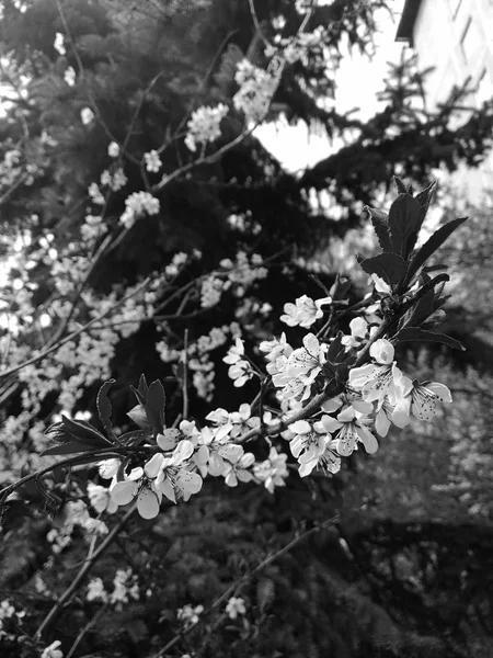 흐린 나무 배경에 아름다운 꽃 사과 나무 가지 — 스톡 사진