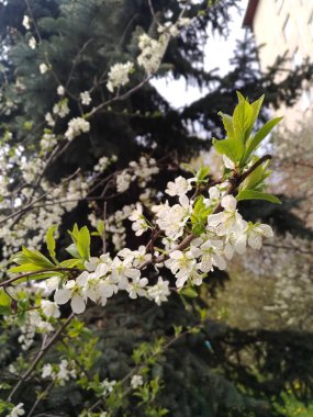 Çiçekli elma ağacı dalı bulanık bir ahşap zemin üzerinde