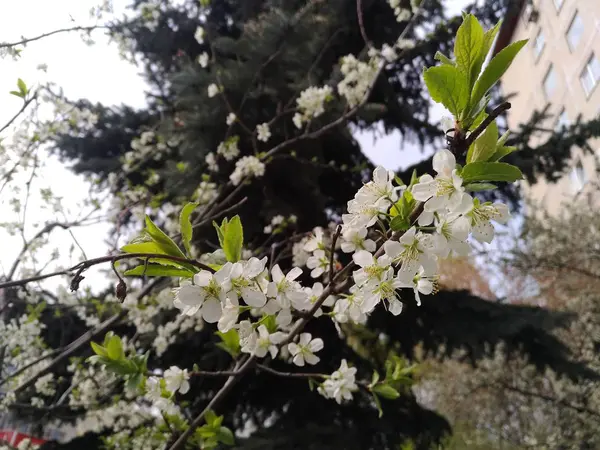 Çiçekli meyve ağaçları bahar City — Stok fotoğraf
