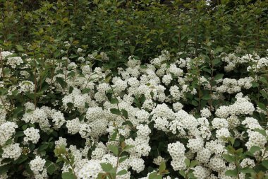 Çiçekli elma ağacı dalı üzerinde ahşap arka plan bulanık