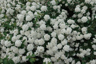 Çiçekli elma ağacı dalı üzerinde ahşap arka plan bulanık