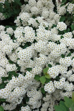 Çiçekli elma ağacı dalı üzerinde ahşap arka plan bulanık