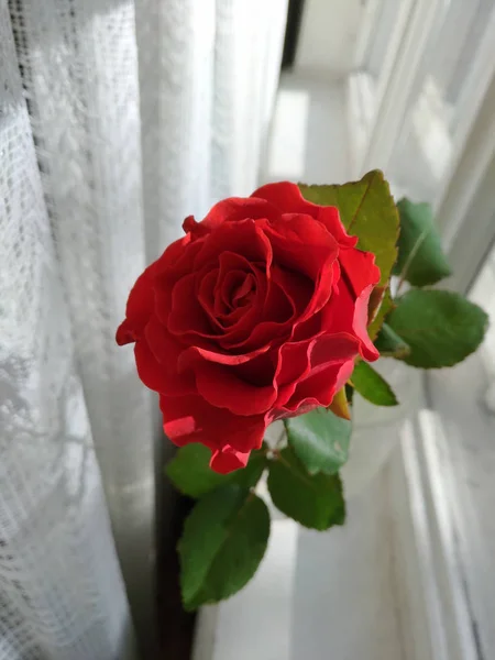 Frische Rose gegen weißen Tüll. Farben: grün, rot, weiß — Stockfoto