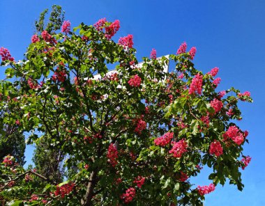 Kırmızı Atkestanesi, Aesculus carnea, hibrid Aesculus hippocastanum