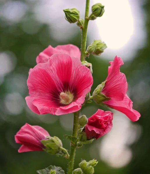 Malv pink flowers and buds on blurred green background