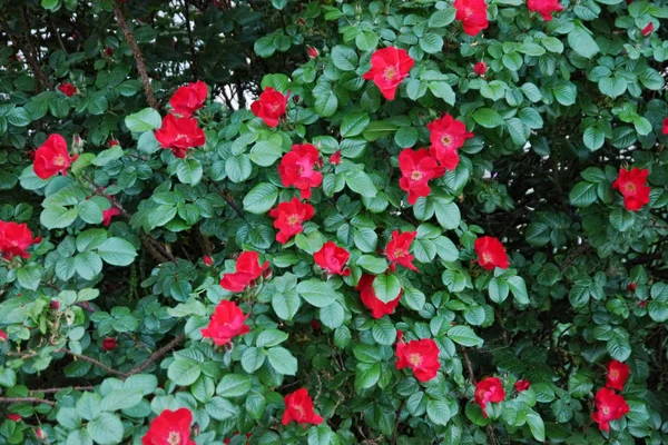 Великий квітучий кущ червоної троянди — стокове фото