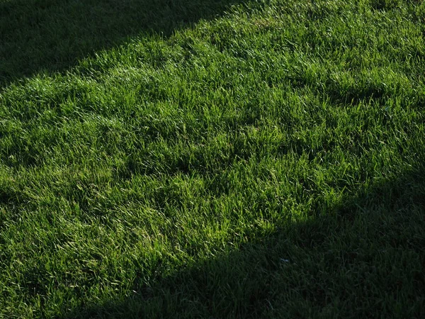 Крупный план зеленой весенней травы с ярким солнечным светом. Зеленая концепция . — стоковое фото