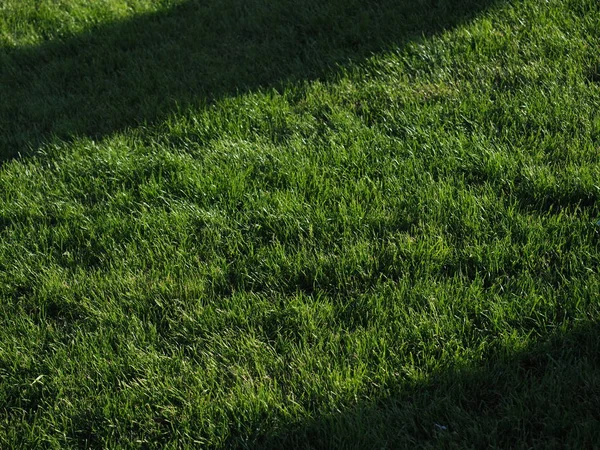 Nahaufnahme von grünem Frühlingsgras mit hellem Sonnenlicht. Grünkonzept. — Stockfoto