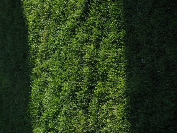 Close-up de grama de primavera verde com luz solar brilhante. Conceito de vegetação . — Fotografia de Stock