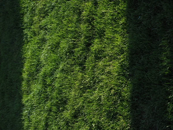 Zbliżenie zielonej trawy wiosennej z jasnym światłem słonecznym. Koncepcja zieleni. — Zdjęcie stockowe