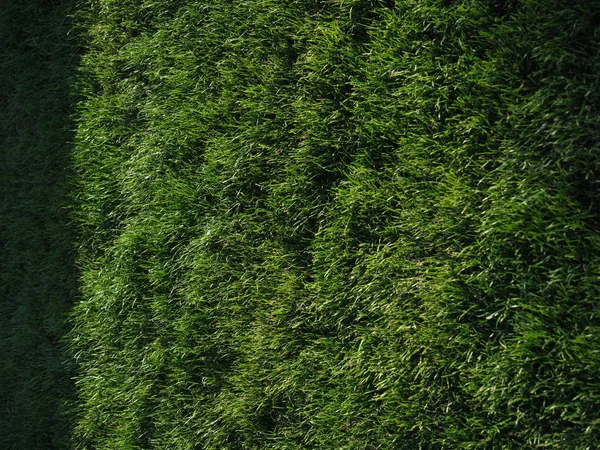 Крупный план зеленой весенней травы с ярким солнечным светом. Зеленая концепция . — стоковое фото